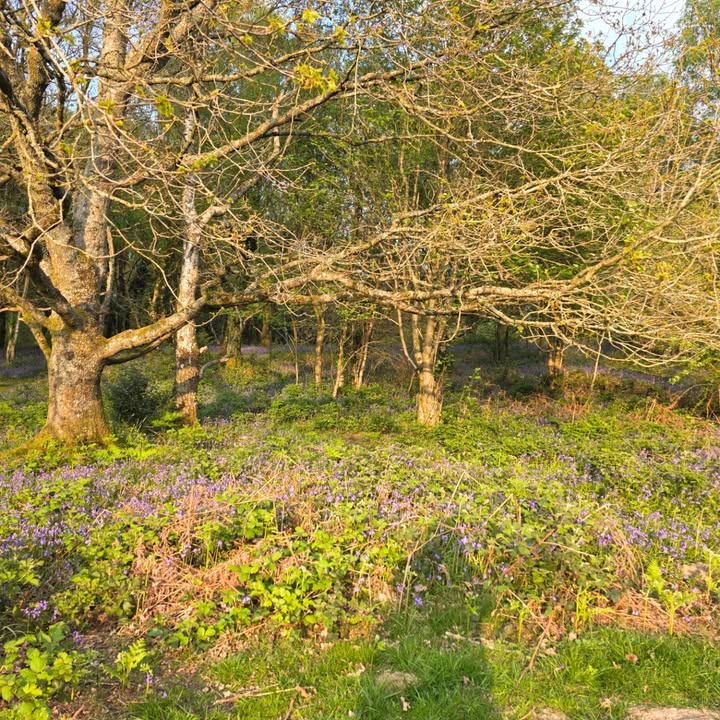 Enchanted Sanctuary